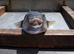 Frischer Fisch enthält nicht nur reichlich Vitamin D, sondern auch viel schädliches Quecksilber. Kaufen Sie für Sous Vide nur Fisch mit einwandfreier Herkunft. (Bild Katharina Wieland Müller, pixelio.de)